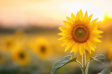 Obraz premium sunflower field at sunset