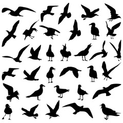 seagull silhouette in different angles collection on white background, vector
