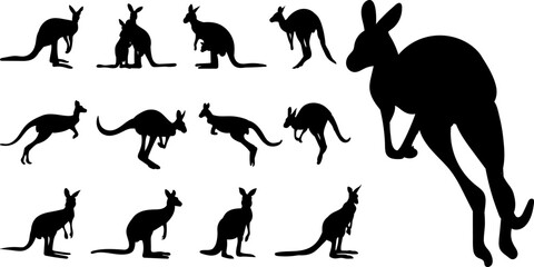 silhouette of kangaroo in different angles collection on white background, vector