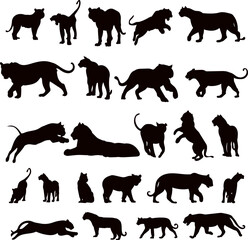 silhouette tigers in different angles collection on white background, vector