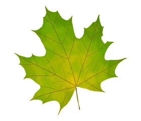 Fototapeta premium Beautiful Maple Leaf Illustration Painting in Artistic Style