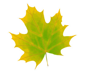Beautiful Maple Leaf Illustration Painting in Artistic Style