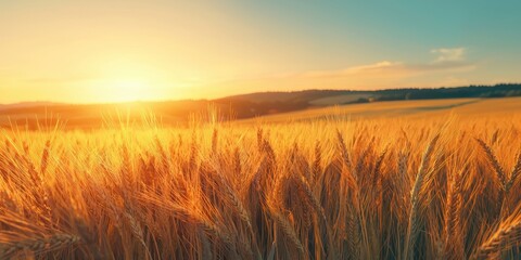 Obraz premium 3d background minimalistic mockup with space for text, rolling golden wheat fields swaying under a warm sunset