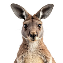Fototapeta premium kangaroo portrait isolated on transparent png
