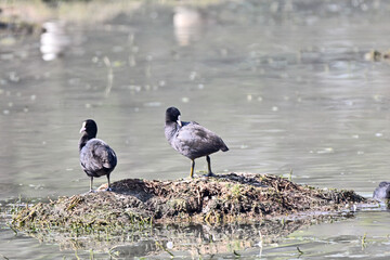Birds Resting on Rocky Surface