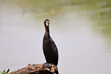 Cormorant Resting on a Log
