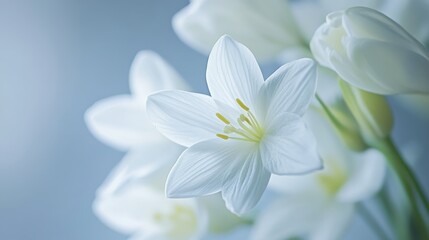 Ultra-sharp macro shot of Youtan Poluo, capturing its ethereal white flowers in a clean, minimalist setting. 