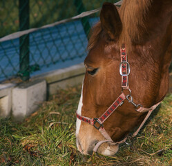 portrait of a horse