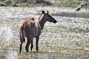 Deer Grazing Near Water