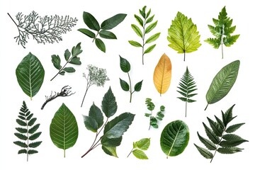 A collection of various leaf species in different shapes and sizes, isolated
