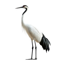 Obraz premium crane portrait isolated on transparent png