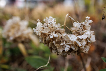 Dried hydrangea flower cluster's delicate, papery petals of brown and beige hues set to bokeh backdrop of greenery and other natural elements, expressing the cycle of life in nature.