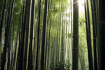 Fototapeta premium Sunlit Bamboo Forest