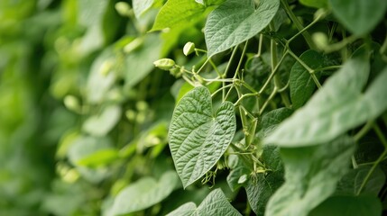 Close-up of organic beans growing on a vine trellis, deep green colors and clear space for eco-friendly farming copy.