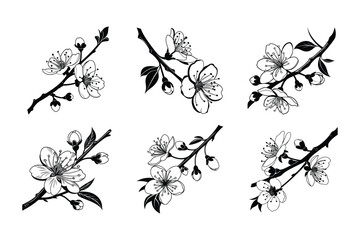 Cherry Blossom (Prunus serrulata) silhouette vector illustration