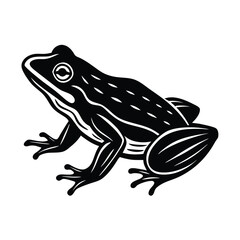 Frog  Vector Illustration 