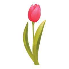Pink tulip with green leaves. Vector element for spring design. 
