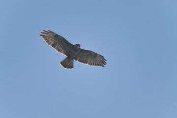 A hawk glides effortlessly in the sky, showcasing its magnificent wingspan against a vibrant blue backdrop. The sunlight illuminates its feathers beautifully