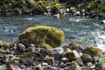A moss-covered rock sits near the edge of a clear stream, surrounded by smooth stones and greenery in a quiet forest area illuminated by natural light