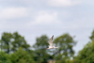 A white bird with a slender body glides gracefully through the air, its wings spread wide. The backdrop features vibrant green trees under a partly cloudy sky, showcasing a serene natural setting