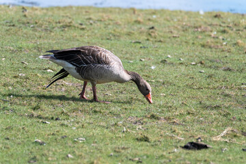 A goose is seen foraging on a grassy area by the water's edge under bright sunlight. The bird is searching for food among the greenery, showcasing its natural behavior