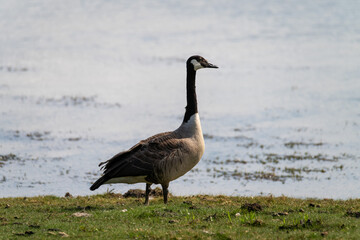 A Canada goose is standing on the grassy bank, looking out over the still water of the lake. The serene environment features soft reflections and a peaceful atmosphere