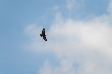 A raptor gracefully glides across a clear blue sky, its wings extended wide, contrasting beautifully against the soft white clouds. The scene captures a moment of freedom and elegance