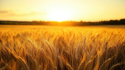 Obraz premium Golden wheat field at sunset, with soft sunlight illuminating the horizon, peaceful rural landscape for copy space.