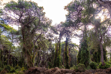 Forest with tree trunks covered with ivy and green lawns. Sorgun Forest, Manavgat, Antalya province, Turkey