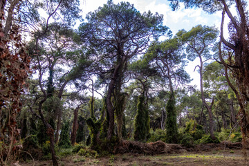 Forest with tree trunks covered with ivy and green lawns. Sorgun Forest, Manavgat, Antalya province, Turkey
