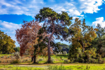 Fototapeta premium Colorful autumn trees on the lawn on a sunny day. Sorgun Forest, Antalya, Turkey