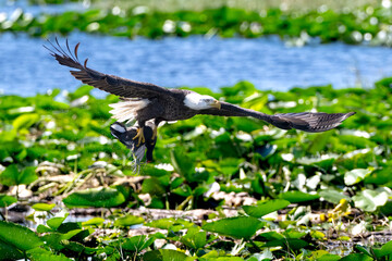 eagle in flight with prey