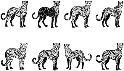 Snoweopard portrait in black and white. Cheetah vector set. Serval illustration in black lines