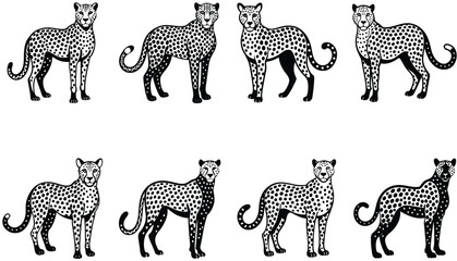 Obraz premium Snoweopard portrait in black and white. Cheetah vector set. Serval illustration in black lines