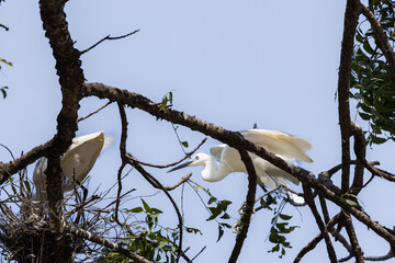 
White Heron Great Egret perching in Penang Malaysia
