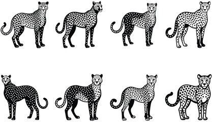 Snoweopard portrait in black and white. Cheetah vector set. Serval illustration in black lines
