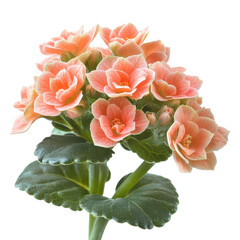 kalanchoe isolated on transparent png