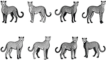 Snoweopard portrait in black and white. Cheetah vector set. Serval illustration in black lines