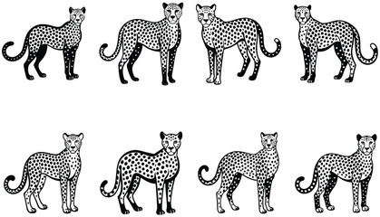Snoweopard portrait in black and white. Cheetah vector set. Serval illustration in black lines