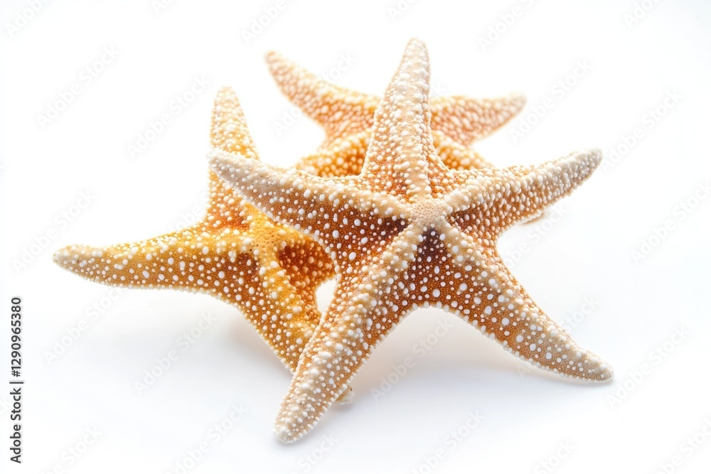Poster a group of starfishes sit on a white surface, making it easy to capture their unique shapes and text