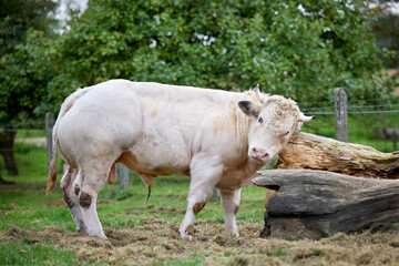 A white bull stands on a grassy area next to a large piece of wood