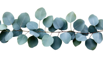 Eucalyptus Garland: A delicate and elegant arrangement of eucalyptus leaves on a slender branch, creating a soothing and natural aesthetic, capturing the essence of nature's simple beauty.