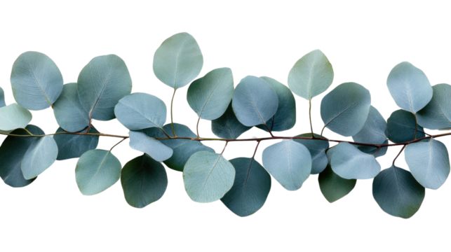 Eucalyptus Garland: A delicate and elegant arrangement of eucalyptus leaves on a slender branch, creating a soothing and natural aesthetic, capturing the essence of nature's simple beauty. - Powered by Adobe
