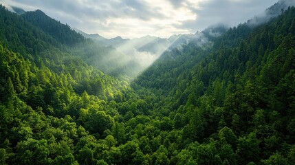 Fototapeta premium Sunbeams through mountain forest valley