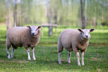 Obraz premium Two sheep stand on green grass with blurred trees in the background, facing the viewer.