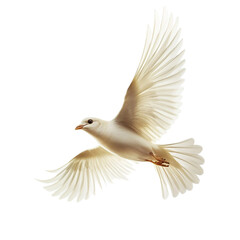 White Dove in Flight Graceful Wings Peaceful Soaring