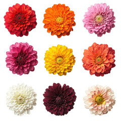 chrysanthemum array isolated on transparent png