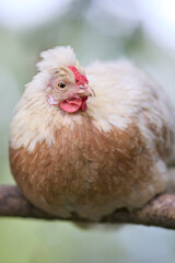Close-up of a chicken perched on a branch with fluffy, light-colored feathers, red comb, and wattles. The background is blurred, highlighting the chicken as the main subject in a serene setting.