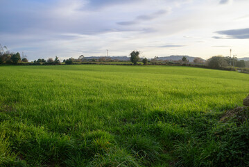 Pradera de hierba en zona rural de Asturias