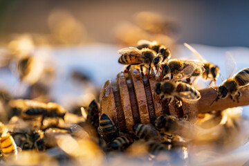 Fresh organic honey and wooden dipper in plate with many worker bees, closeup. Honey harvesting. Healthy organic natural food concept, diet
